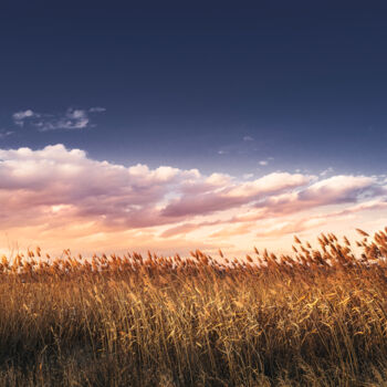 Photography titled "Reed in the wind" by Dejan Travica, Original Artwork, Digital Photography