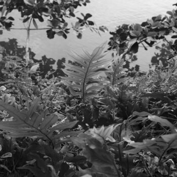 Photographie intitulée "Fauna in Monochrome" par Quinn Farley, Œuvre d'art originale, Photographie numérique