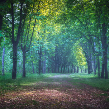 Fotografia zatytułowany „On the road through…” autorstwa Dejan Travica, Oryginalna praca, Fotografia cyfrowa