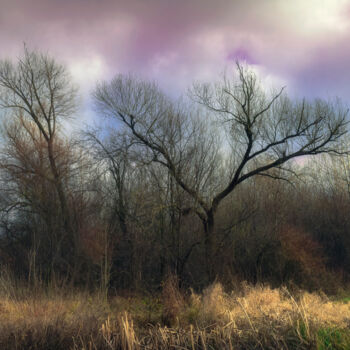 Fotografie getiteld "A sad grove in wint…" door Dejan Travica, Origineel Kunstwerk, Digitale fotografie