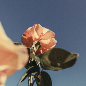 Photography titled "Regents Park garden…" by Juliana Vasquez, Original Artwork, Digital Photography