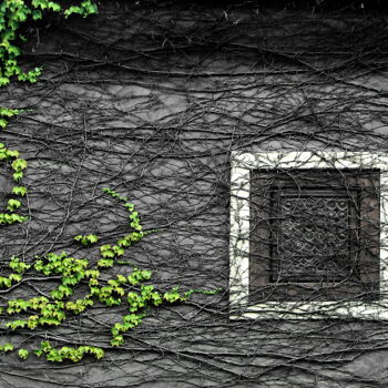 绘画 标题为“Прорастание” 由Vadim Bogdanov, 原创艺术品, 操纵摄影