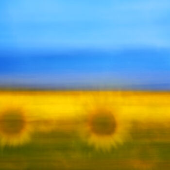 Φωτογραφία με τίτλο "sunflower" από David Page, Αυθεντικά έργα τέχνης, Ψηφιακή φωτογραφία
