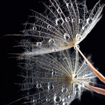Photographie intitulée "macro dandelion wit…" par Viktoriia Krulko, Œuvre d'art originale, Photographie numérique