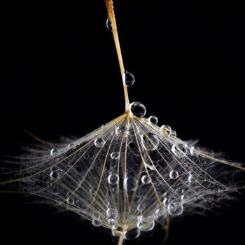 Photography titled "Dandelion with seri…" by Viktoriia Krulko, Original Artwork, Digital Photography