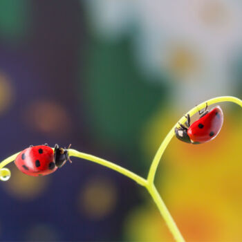 Photographie intitulée "A dream of ladybugs" par Viktoriia Krulko, Œuvre d'art originale, Photographie numérique