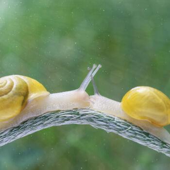 Photography titled "Kiss" by Viktoriia Krulko, Original Artwork, Digital Photography