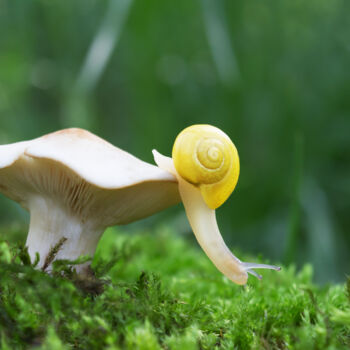Photographie intitulée "Snail on a walk" par Viktoriia Krulko, Œuvre d'art originale, Photographie numérique