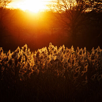 Fotografie mit dem Titel "glowing reeds" von David Page, Original-Kunstwerk, Digitale Fotografie