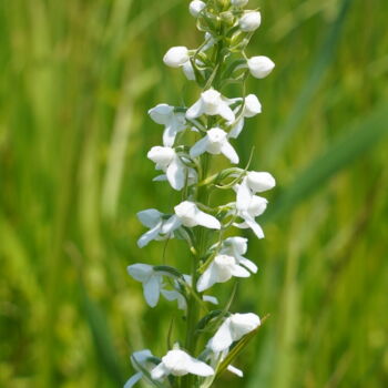 Фотография под названием "Mizuchidori blooms…" - Svalvald Photo, Подлинное произведение искусства, Цифровая фотография