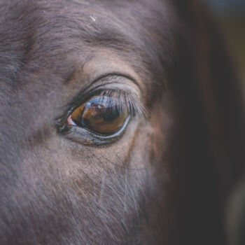 Φωτογραφία με τίτλο "caballo mirando al…" από Nicolas Giannatasio, Αυθεντικά έργα τέχνης, Ψηφιακή φωτογραφία