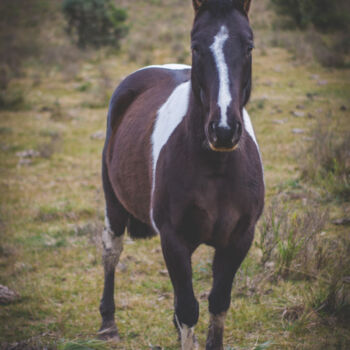 「caballo en un camino」というタイトルの写真撮影 Nicolas Giannatasioによって, オリジナルのアートワーク, デジタル