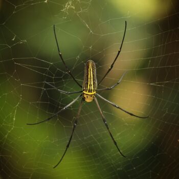 Fotografia intitulada "Gaint Golden Spider" por Selna Thomas, Obras de arte originais, Fotografia digital