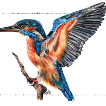 Dessin intitulée "Le Martin Pêcheur" par Camille Zéphyr, Œuvre d'art originale, Crayon