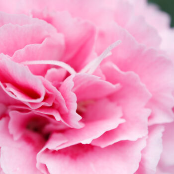 Photography titled "Rose" by Pierre Schwartz, Original Artwork, Digital Photography