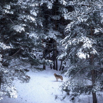 Photography titled "L'Appel de la Foret" by Pierre Schwartz, Original Artwork, Analog photography