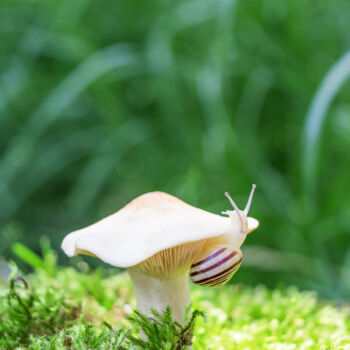 Photographie intitulée "Macro small snail" par Viktoriia Krulko, Œuvre d'art originale, Photographie numérique