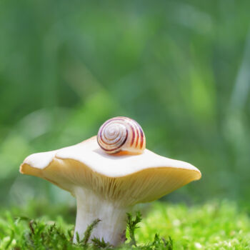 Photographie intitulée "The dream of a snail" par Viktoriia Krulko, Œuvre d'art originale, Photographie numérique