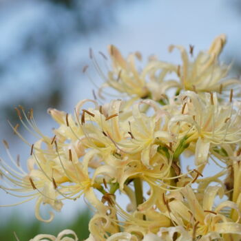 Photographie intitulée "White spider lily b…" par Svalvald Photo, Œuvre d'art originale, Photographie numérique