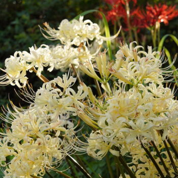 Photography titled "White spider lily b…" by Svalvald Photo, Original Artwork, Digital Photography