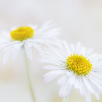Photography titled "Daisies from the "T…" by Viktoriia Krulko, Original Artwork, Digital Photography
