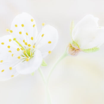 Photography titled "Cherry blossom from…" by Viktoriia Krulko, Original Artwork, Digital Photography