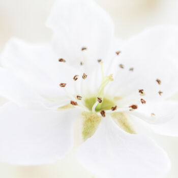 Photographie intitulée "Flower from the "Te…" par Viktoriia Krulko, Œuvre d'art originale, Photographie numérique