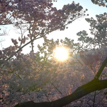 Photographie intitulée "Cherry blossoms in…" par Svalvald Photo, Œuvre d'art originale, Photographie numérique