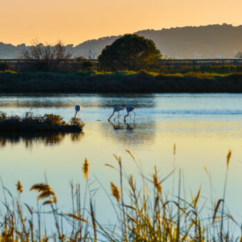 Photography titled "Flamingos - Print P…" by Maxime Guengant, Original Artwork, Digital Photography
