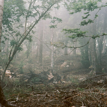 Photography titled "TRANSZENDALE ÄSTHET…" by Martin Ecker, Original Artwork, Analog photography