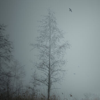 「A Tree In A Foggy F…」というタイトルの写真撮影 Michael Lomiyaによって, オリジナルのアートワーク, 操作する