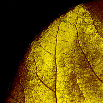 Fotografia intitolato "gold leaf" da Ahmet Reha Demir, Opera d'arte originale, Fotografia non manipolata