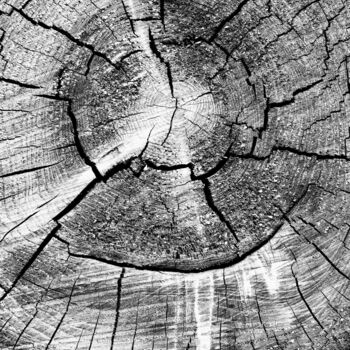 Photography titled "Baumstamm" by Folker Reinhold Peter Pritsch, Original Artwork, Digital Photography