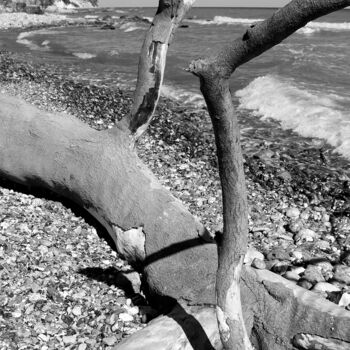 Photography titled "Gestürzter Baum-Rüg…" by Folker Reinhold Peter Pritsch, Original Artwork, Digital Photography