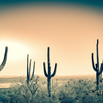 제목이 "Saguaros in Sonora"인 사진 Jennifer Wright로, 원작, 디지털