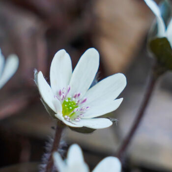 Photography titled "Misumisou bloom in…" by Svalvald Photo, Original Artwork, Digital Photography