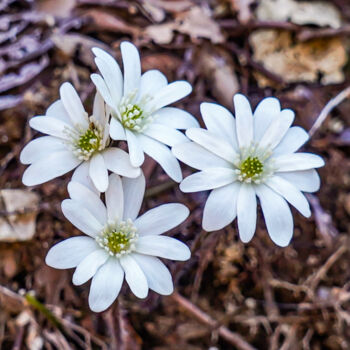 Фотография под названием "Misumisou bloom in…" - Svalvald Photo, Подлинное произведение искусства, Цифровая фотография