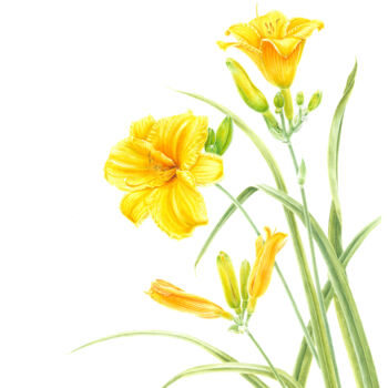 Painting titled "Daylily 'Stella De…" by Olga Akimtseva, Original Artwork, Watercolor