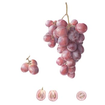 Painting titled "Grape, botanical il…" by Olga Akimtseva, Original Artwork, Watercolor