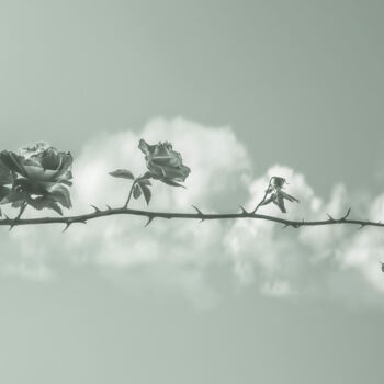 Fotografía titulada "Life. Roses On A Br…" por Michael Lomiya, Obra de arte original, Fotografía manipulada