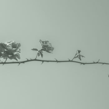 摄影 标题为“Life. Roses On A Br…” 由Michael Lomiya, 原创艺术品, 操纵摄影