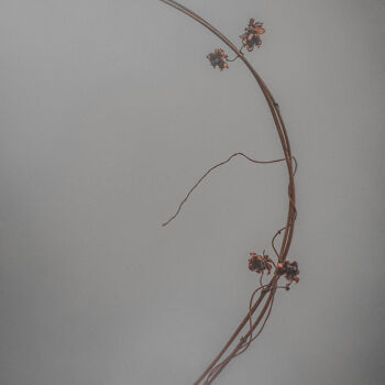 「Half A Ring Of Vine…」というタイトルの写真撮影 Michael Lomiyaによって, オリジナルのアートワーク, 操作する