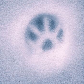 Fotografía titulada "A Cat's Pawprint On…" por Michael Lomiya, Obra de arte original, Fotografía manipulada