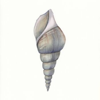 제목이 "Gray shell"인 미술작품 Olena Zhylenko로, 원작, 수채화
