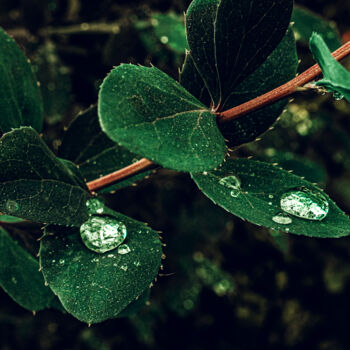 Photographie intitulée "A Branch With Water…" par Michael Lomiya, Œuvre d'art originale, Photographie manipulée