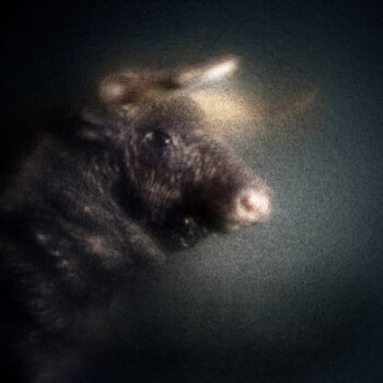 Photographie intitulée "Bestiaire #1" par Olivier Pasquiers, Œuvre d'art originale, Photographie non manipulée