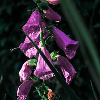 Fotografia intitolato "A Purple Flower In…" da Michael Lomiya, Opera d'arte originale, Fotografia manipolata
