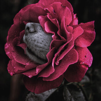 Fotografie mit dem Titel "A Rose With A Dog's…" von Michael Lomiya, Original-Kunstwerk, Digitale Collage