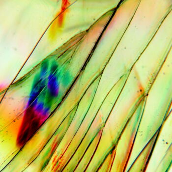 Photography titled "blade" by Paula Funk, Original Artwork, Digital Photography