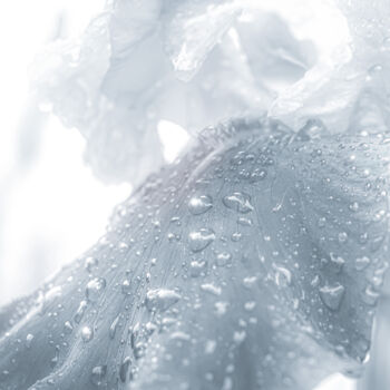 Fotografia intitolato "Glass Flower" da Michael Lomiya, Opera d'arte originale, fotografia a pellicola